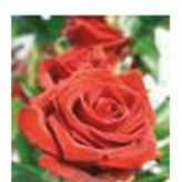 Engelsrose Carmen - Selbstfindung - Lenormandkarten - Hellsehen ohne Hilfsmittel - Familie & Kinder - Kartenlegen & Tarot